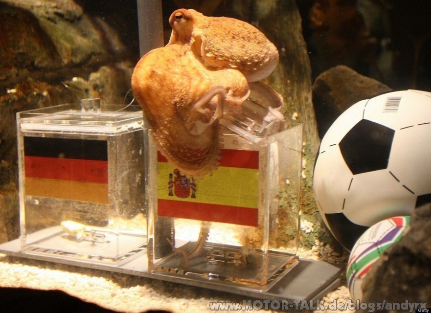 paul-the-octopus-picks-spain-over-germany-to-win-the-world-cup-semifinals-1024x744-3021333935762095346.jpg