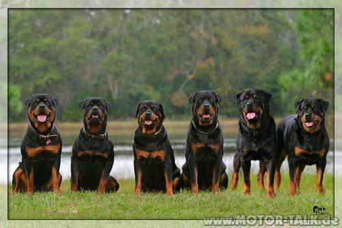 rottweiler family rottweiler family zus 228 tzlicher diebstahlschutz wer hat was vw passat b6 cc rottweiler family rottweiler family zus 228 tzlicher diebstahlschutz wer hat was vw passat b6 cc
