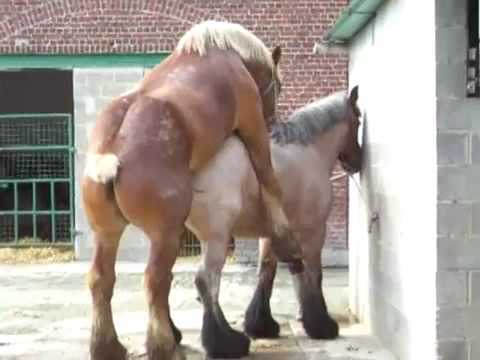 Pferdeficken - Pferde machen Sex ab 18 - Pferdesex. videoblog. 