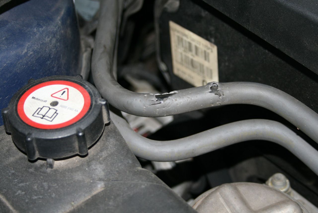 Marderschaden Auto so testen autohersteller mittel gegen marderbisse auto news Marderschaden Auto so testen autohersteller mittel gegen marderbisse auto news