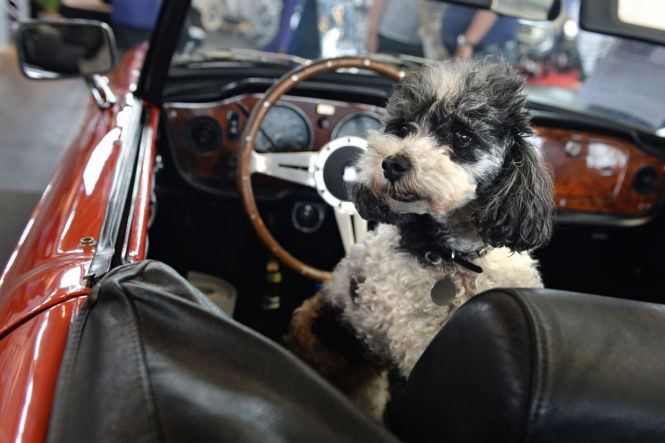 Hunde aufs Autofahren vorbereiten: Hund an Bord | Ratgeber