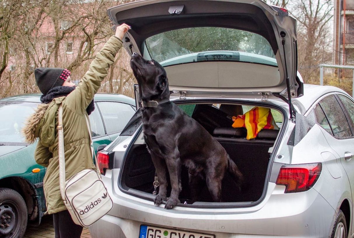 Hund Im Kofferraum Anschnallen / Hund im Auto Diese oft verwendete